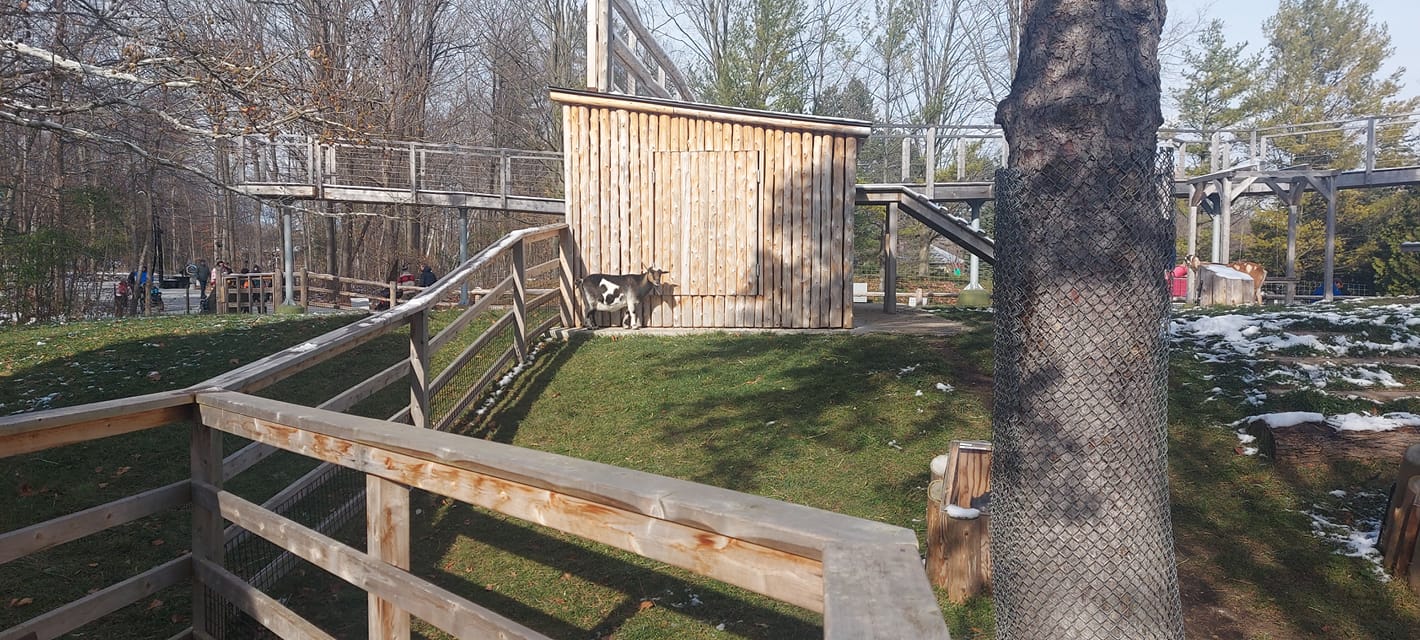 A goat stands in enclosure with ramps for it to climb and walkways over the sidewalks, other goats are visible in the distance